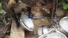 کلیپ جدید خنده دار خنده دار میمون کار :)