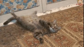 تاثیر جمله پاشو بریم خرید روی دخترا