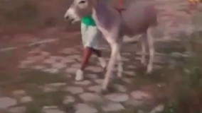 فقط اونجاش که خره برگردون میزنه