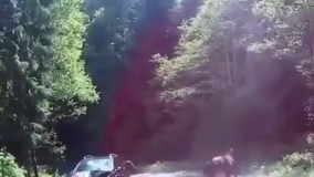 بیچاره اسب پنج ساعت بعد دیگه بلند نمیشه