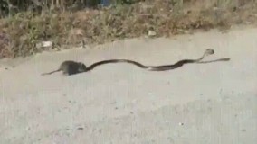 مادر نیستی بفهمی چی میکشه..