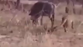 یهویی چی شد؟!