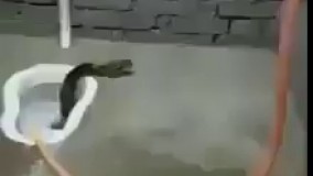 فکر کن توی دستشویی باشی و یهو با این صحنه روبرو بشی! 