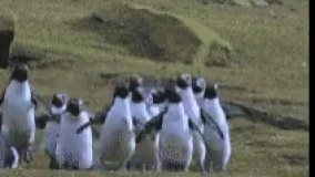 آخ جون ن .. یارانه ها رو ریختن