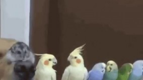 یه چه غلطی کردم خاصی تو چشای سگه هست