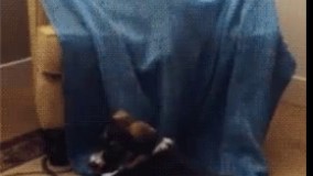 جشن پتو گربه واسه سگه.