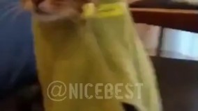 شاخای فضای مجازی صبح شنبه