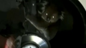 کوآلایی که فنر ماشین رو با درخت اشتباه گرفته