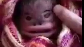 جونور نادر و کمیاب در حال انقراض.ترکیدم از خنمده