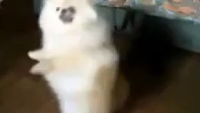 رقص سگ کوچولو