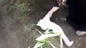 بهترین دوبله ی قرن