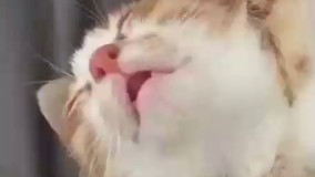 این چی میگه زیر لبش