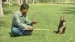 شیرین کاری میمون