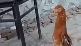 حاصل ازدواج مرغ و پنگوین