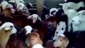 خییلی باحاله از دست ندین