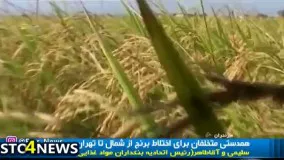 تشخیص برنج مرغوب ایرانی از نامرغوب خارجی