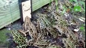 یه جماعت رو گذاشته سرکار