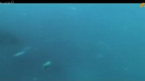 فیلم سینمایی گرگ دریا بادوبله فارسی