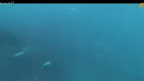 فیلم سینمایی گرگ دریا بادوبله فارسی