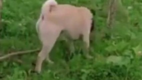 عملیات نجات