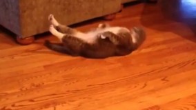 چاقا یاد بگیرن