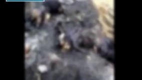  نقش رژیم صهیونیستی در کشتار مسلمانان میانمار