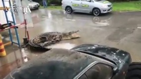 عملیات آتش نشانان جهت به دام انداختن یک کروکودیل بزرگ در شمال کشور مالزی