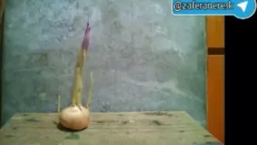 زعفران؛ صفر تا صد