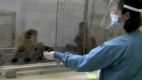 به میمون سمت راستی انگور میدن، به میمون سمت چپی خیار !