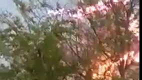 اتصال شاخه های درختان با سیم های برق فشار قوی 