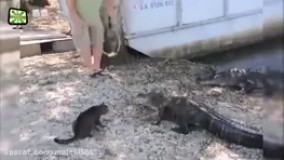  پخش خودکار بعدی: ؟ گلچین خنده دارترین کلیپ های بچه گربه خنده دار