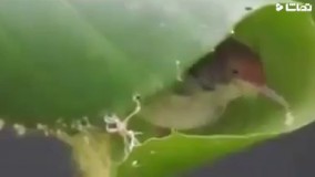 پرنده ای که خیاطی می کند