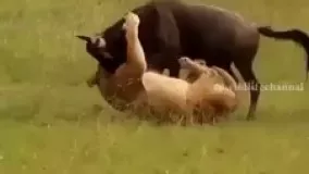 تلاش برای بقا  