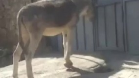 الاغ فهمیده !  