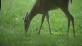 آهو و قورت دادن پرنده