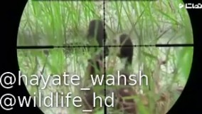 شکار مرغابی و انواع پرنده با تفنگ بادی