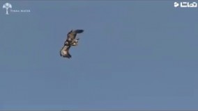 اشتباه عجیب عقاب و شکار بزکوهی