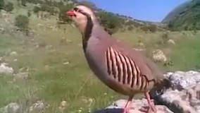 آواز زیبای کبک