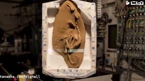 دایناسور  کشف شده به نام  Halszkaraptor escuilliei   