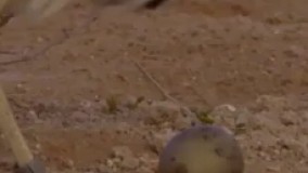 بیرون آمدن هوبره از تخم  