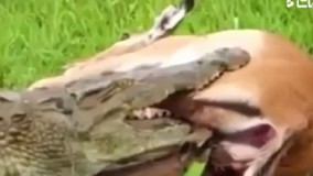 احساس و محبت عجیب تمساح 228