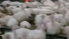 پرورش جوجه بوقلمون بیوتی نژاد ۶ گوشتی