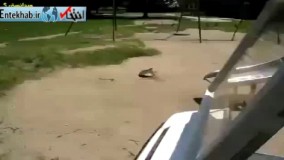 فیلم/ سریع ترین لاکپشت دنیا!