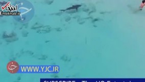 فیلم/ فرار یک کودک از محاصره 4 کوسه 