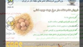 فروش تخم های نطفه دار مرغ درجه 1 و تضمینی