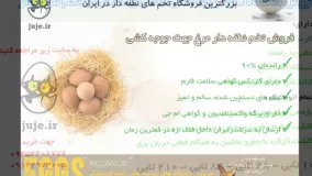 فروش تخم های نطفه دار مرغ درجه 1 و تضمینی