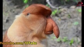 ۱۰ تا از زشت ترین جانوران جهان