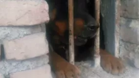 به دام انداختن سگ وحشی آدم خوار خطرناک !!