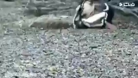 نبرد دیدنی بین پنگوئن ها