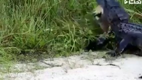 ناتوانی تمساح در بلعیدن لاکپشت  